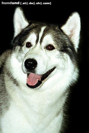 Alaskan Malamute Alaskan Malamute auf einer Ausstellung