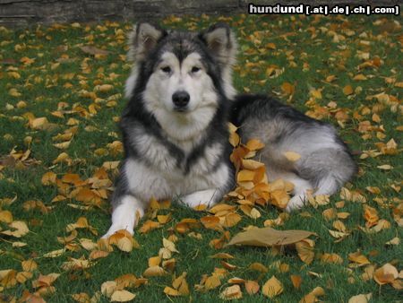 Alaskan Malamute Hunde Foto 7134 Alaskan Malamute siska wartet auf den winter