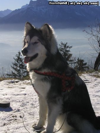 Alaskan Malamute Hunde Foto 9121 Alaskan Malamute Sonne, Schnee und Malamute