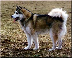 Alaskan Malamute