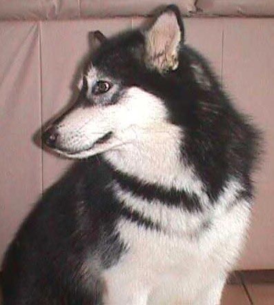 Alaskan Malamute Hunde Foto 285 Alaskan Malamute