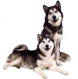 Alaskan Malamute Hunde Foto 286 Alaskan Malamute