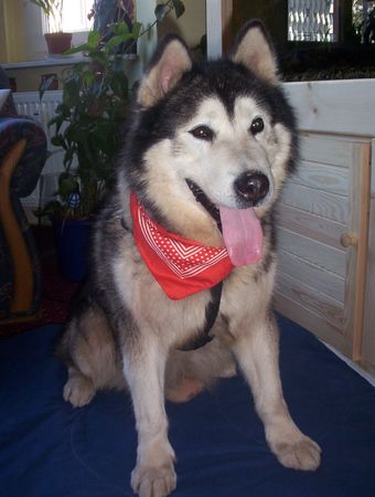 Alaskan Malamute Hunde Foto 2446 Alaskan Malamute
