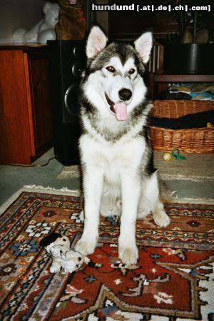 Alaskan Malamute Hunde Foto 6780 Alaskan Malamute unser Bärli