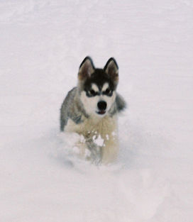 Alaskan Malamute Hunde Foto 28033 in höherer Auflösung ansehen Alaskan Malamute Yankee