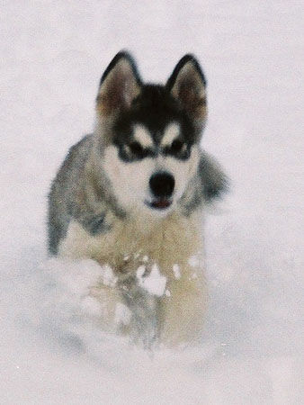 Alaskan Malamute Hunde Foto 28034 in höherer Auflösung ansehen Alaskan Malamute Yankee Bear W Kampinoskim Boru