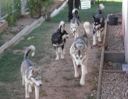 Alaskan Malamute Hunde Foto 39692 in höherer Auflösung ansehen Alaskan Malamute unser rudel