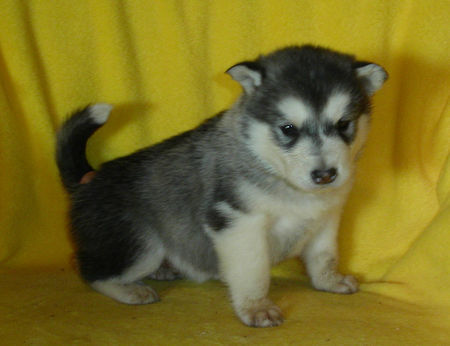 Alaskan Malamute