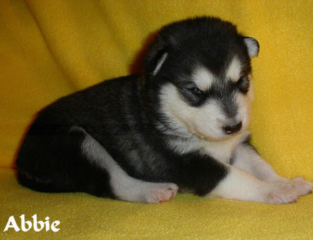 Alaskan Malamute