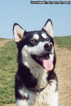 Alaskan Malamute Hunde Foto 3071 Alaskan Malamute Unser Liebling