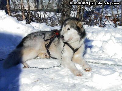 Alaskan Malamute Hunde Foto 11581 Alaskan Malamute *g*