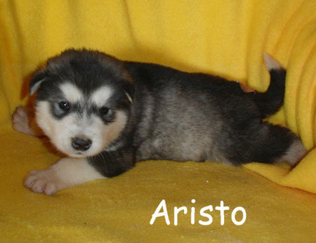Alaskan Malamute Hunde Foto 40441 in höherer Auflösung ansehen Alaskan Malamute