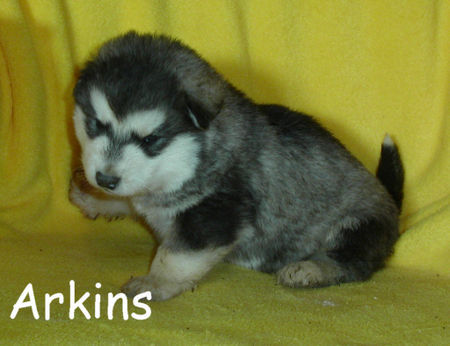 Alaskan Malamute Hunde Foto 40442 in höherer Auflösung ansehen Alaskan Malamute