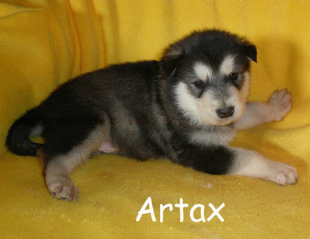 Alaskan Malamute Hunde Foto 40443 in höherer Auflösung ansehen Alaskan Malamute