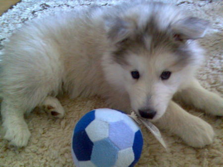 Alaskan Malamute Hunde Foto 33991 in höherer Auflösung ansehen Alaskan Malamute