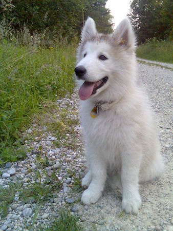 Alaskan Malamute Hunde Foto 33997 in höherer Auflösung ansehen Alaskan Malamute
