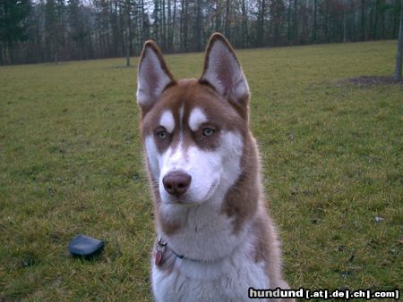 Alaskan Malamute Hunde Foto 7094 Alaskan Malamute Das ist ein bester Freund von meiner Freundin