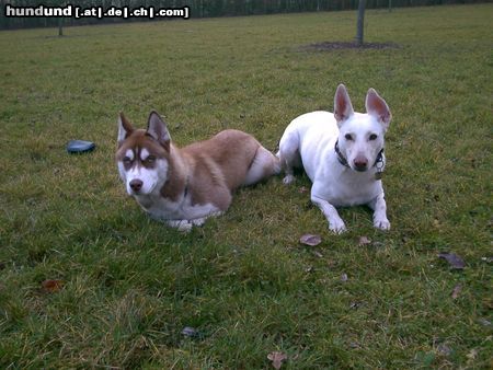 Alaskan Malamute Hunde Foto 7095 Alaskan Malamute Ich bin Amun und die hübsche weiße neben mir ist meine Freudin Jessy