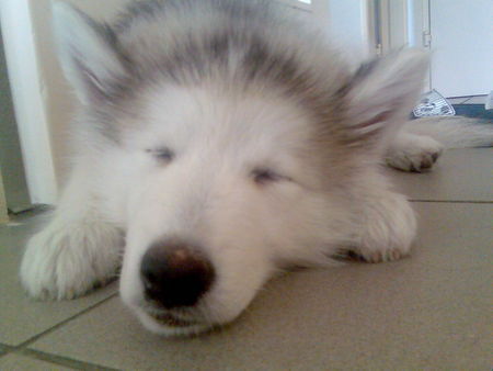 Alaskan Malamute Hunde Foto 33988 in höherer Auflösung ansehen Alaskan Malamute