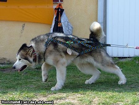 Alaskan Malamute Hunde Foto 10324 Alaskan Malamute CH.Brad Pitt Del Lago Degli Orsi - Weightpull (1050kg)