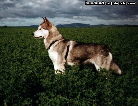 Alaskan Malamute Hunde Foto 10166 Alaskan Malamute Na so was!