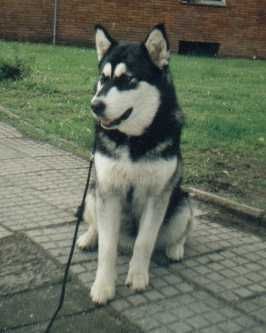 Alaskan Malamute Hunde Foto 29664 in höherer Auflösung ansehen Alaskan Malamute