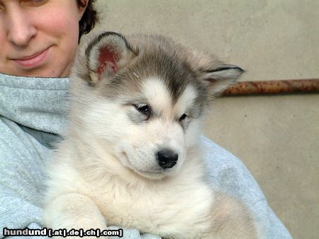 Alaskan Malamute Great Spirit Inditarod - Hündin 7 Wochen