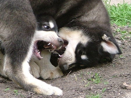 Alaskan Malamute Hunde Foto 31937 Alaskan Malamute Ich will nicht!