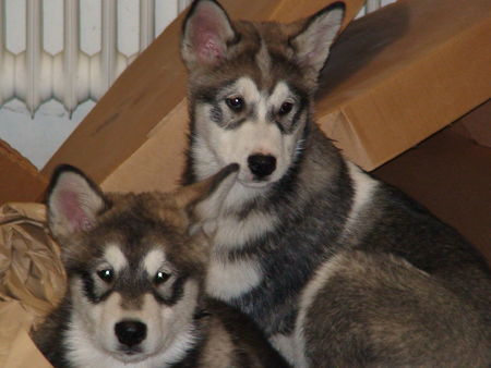 Alaskan Malamute Shida und Nita