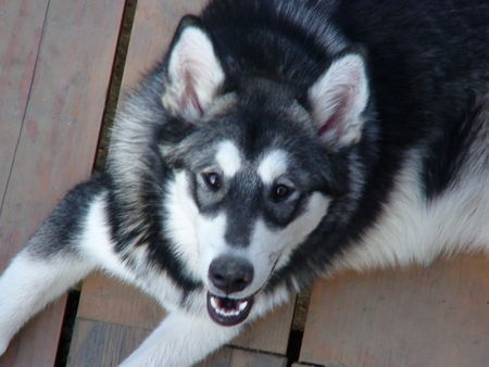 Alaskan Malamute Shida