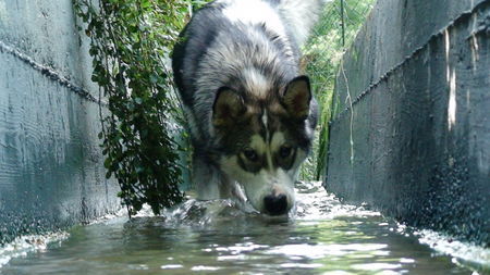 Alaskan Malamute Nita