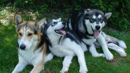 Alaskan Malamute Rasko, Shida und Nita