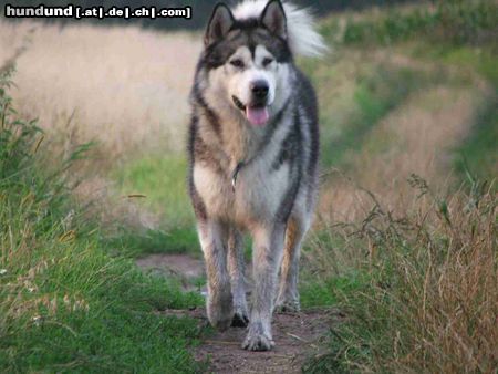 Alaskan Malamute Hunde Foto 25053 in höherer Auflösung ansehen Alaskan Malamute Ch.Pl.DOCTOR WATSON