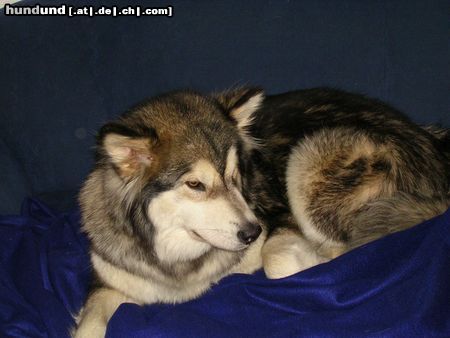 Alaskan Malamute Hunde Foto 15255 in höherer Auflösung ansehen Alaskan Malamute Andra of Hill