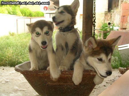 Alaskan Malamute Hunde Foto 22549 in höherer Auflösung ansehen Alaskan Malamute 3 unserer 5 süßen mit 11 wochen!!