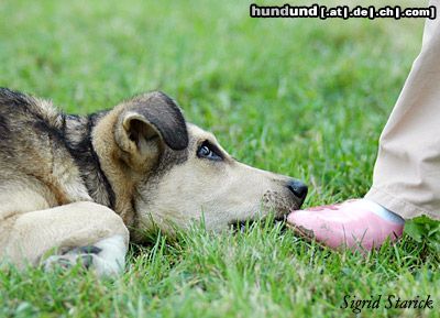 Alaskan Malamute Hunde Foto 23643 in höherer Auflösung ansehen Alaskan Malamute Soll ich???