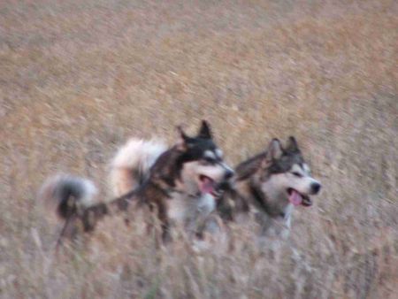 Alaskan Malamute Hunde Foto 28000 in höherer Auflösung ansehen Alaskan Malamute Bisha Gee & Doctor Watson