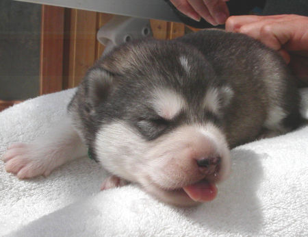 Alaskan Malamute