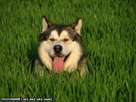 Alaskan Malamute Hunde Foto 11029 Alaskan Malamute KUK !