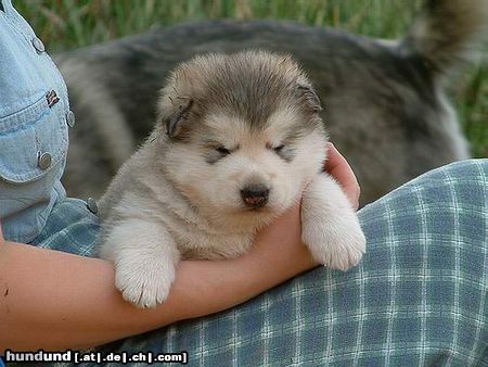 Alaskan Malamute Hunde Foto 4460 Alaskan Malamute Far From Home Inditarod - Hündin 3 Wochen