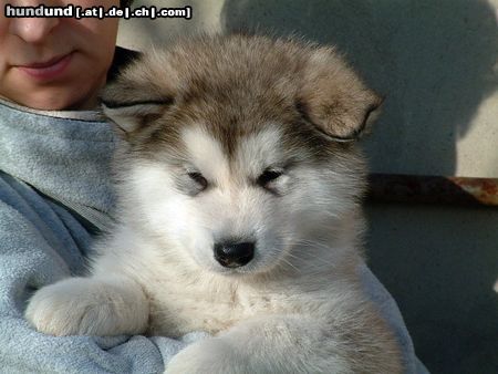Alaskan Malamute Hunde Foto 7514 Alaskan Malamute Gesar Legend of Inditarod - Rüde 7 Wochen