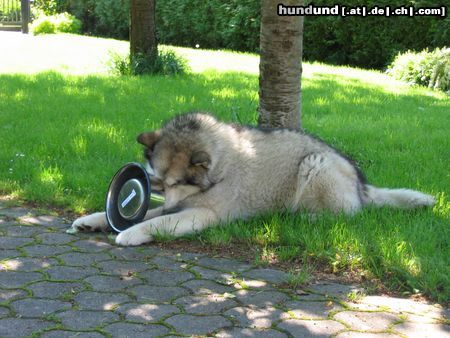 Alaskan Malamute Hunde Foto 12099 Alaskan Malamute Randy mit Futterschüssel