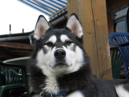 Alaskan Malamute Hunde Foto 28097 in höherer Auflösung ansehen Alaskan Malamute Das ist unsere Alaskan Malamute Hündin