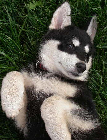 Alaskan Malamute Hunde Foto 39103 in höherer Auflösung ansehen Alaskan Malamute Luca sie ist wie sie ist