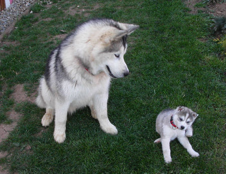 Alaskan Malamute Papas ganzer stolz