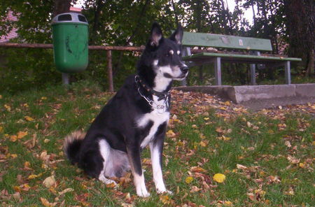 Alaskan Malamute Hunde Foto 26756 Alaskan Malamute Unser Mäx ist eine Mischung zwischen Malamut und Appenzeller. Der beste Hund, den ich je hatte.