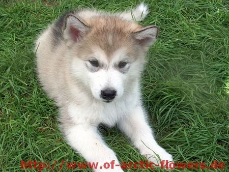 Alaskan Malamute Chaya Mallalai of Arctic Flowers