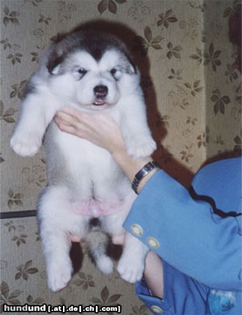 Alaskan Malamute Hunde Foto 10301 Alaskan Malamute TYLER - Tanana Sunka Wakan Nik-Nak
