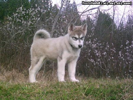 Alaskan Malamute Hunde Foto 16375 Alaskan Malamute Nana,3 monate alt