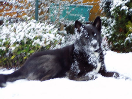 Alaskan Malamute Hunde Foto 30058 in höherer Auflösung ansehen Alaskan Malamute Wohlfühlklima
